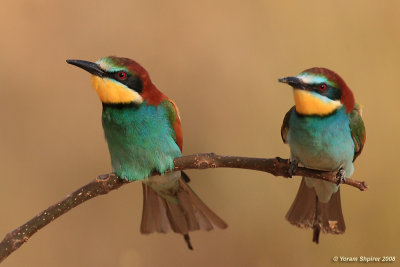 Bee-eater  6403