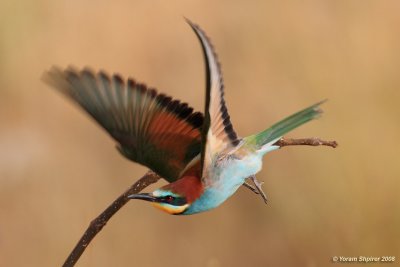 Bee-eater 6422