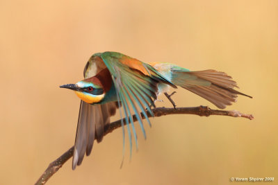 Bee-eater 6569