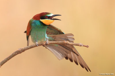 Bee-eater 6627