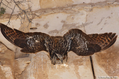 Eagle Owl 7463