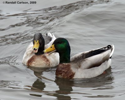 ducks_0372.jpg