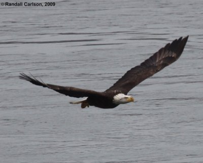 eagle_0131.jpg