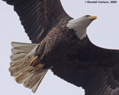 Conawingo Bald Eagles