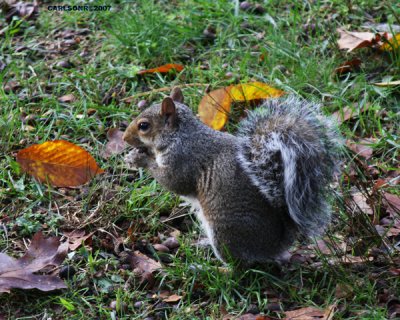 brandywine_park