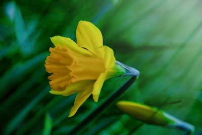 January Daffodil