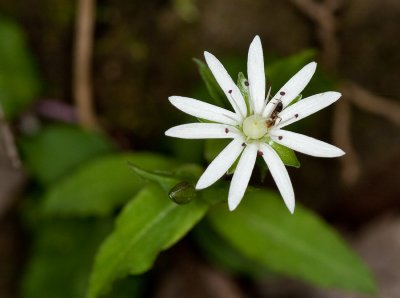 Star Chickweed