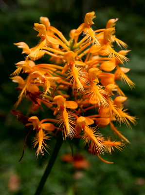 Yellow Fringe (wild) Orchid