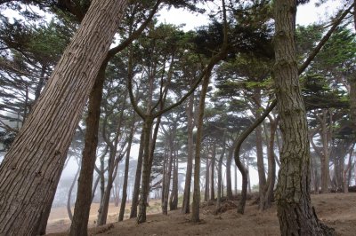 Afternoon Fog at Presidio