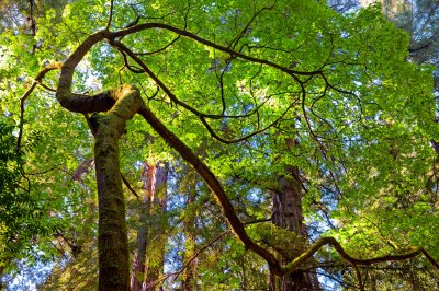 Muir Woods
