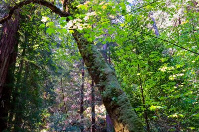 Muir Woods