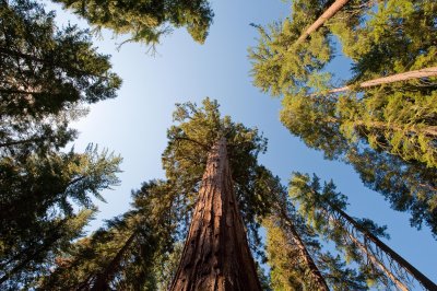 Mariposa Grove