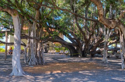Banyan Tree Park