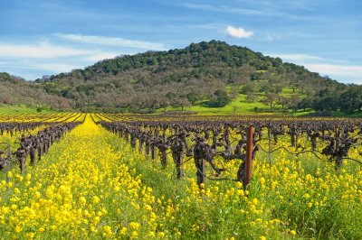 Mustard Bloom