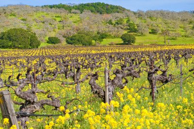 Mustard Bloom