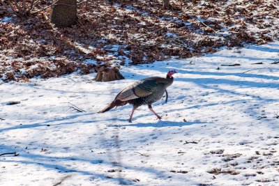 Wild Turkey