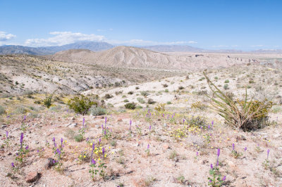 Carizzo Badlands Overlook
