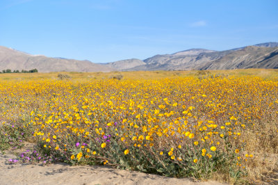 Henderson Canyon Road