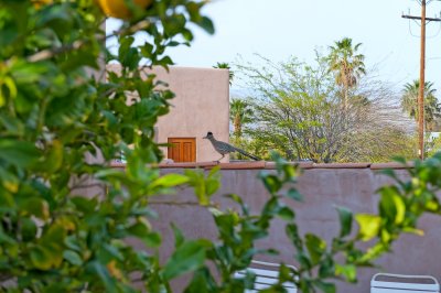 Road Runner