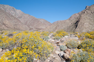 Palm Canyon Trail