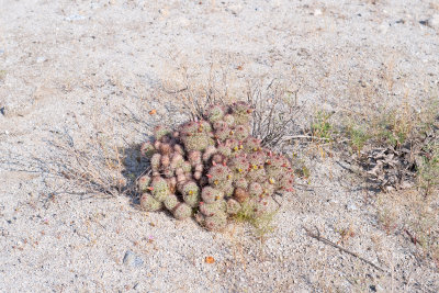 Old Borrego Valley Road