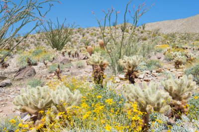 Cactus Loop Trail