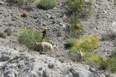 Big Horn Sheep