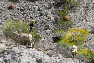 Big Horn Sheep