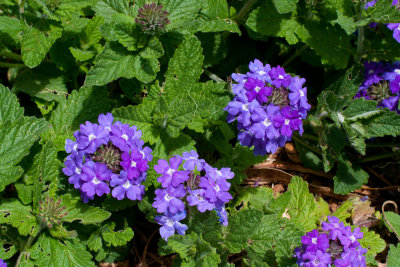 Garden Verbena