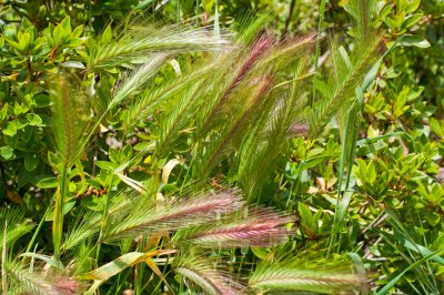 Golden Gate Park Flora