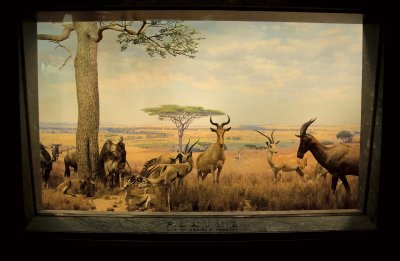 African Exhibit