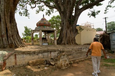 Tree Temple