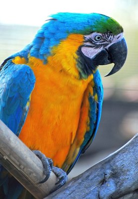 tropical parrot