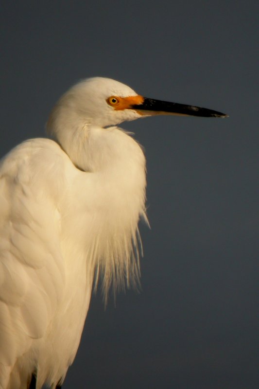 Snowy Egret