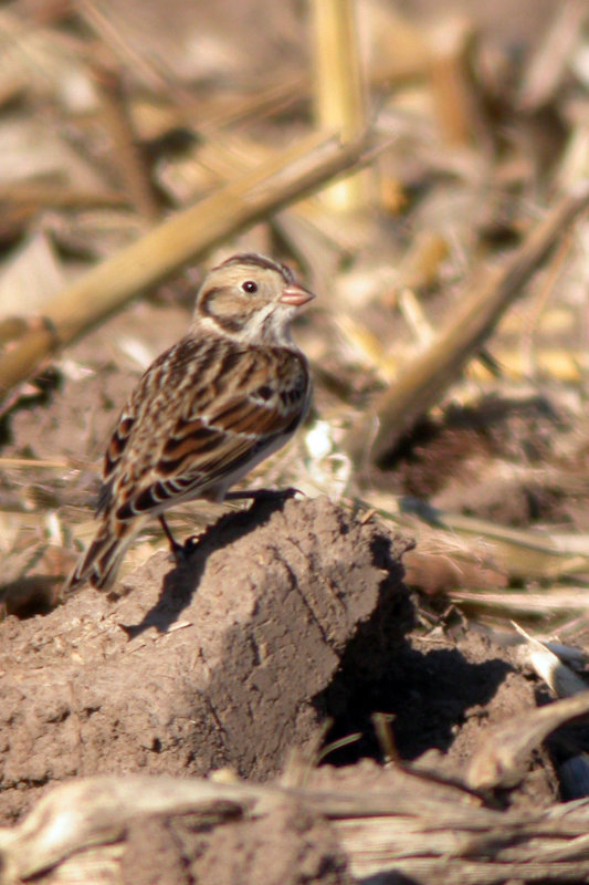 Lapland Longspur