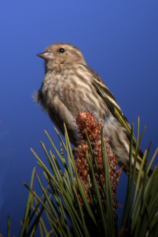 Pine Siskin