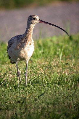 Long-Billed Curlew