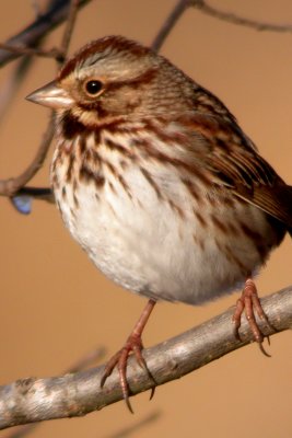 Song Sparrow