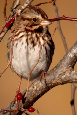 Song Sparrow