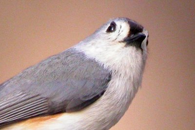 Tufted Titmouse