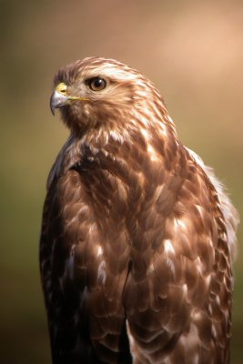 Red-Shouldered Hawk (Juvenile)