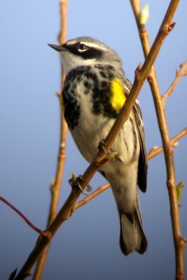 Yellow-Rumped Warbler