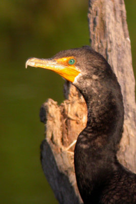 Double-Crested Cormorant