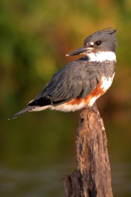 Belted Kingfisher