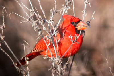 Northern Cardinal