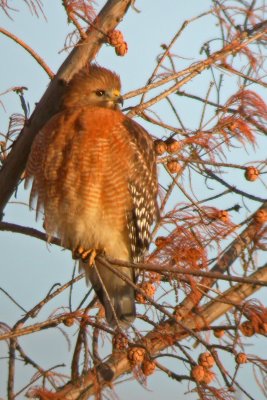 Red-Shouldered Hawk