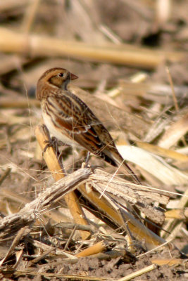 Lapland Longspur