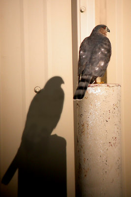 Sharp-Shinned Hawk