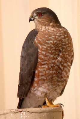 Sharp-Shinned Hawk