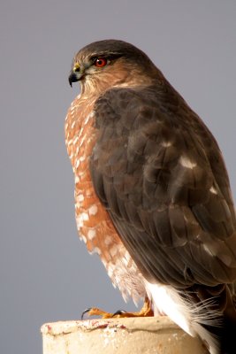 Sharp-Shinned Hawk